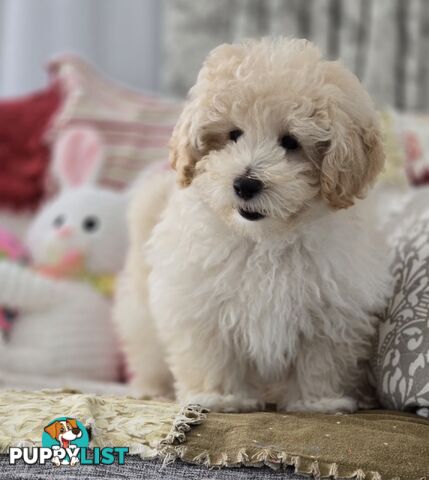 MOODLE X TOY POODLE