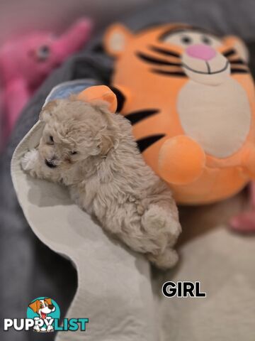 TOY POODLE  X  MOODLE