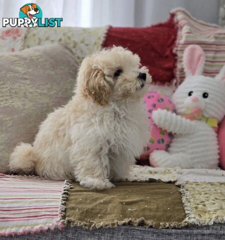 MOODLE X TOY POODLE
