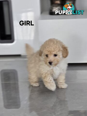 TOY POODLE  X  MOODLE