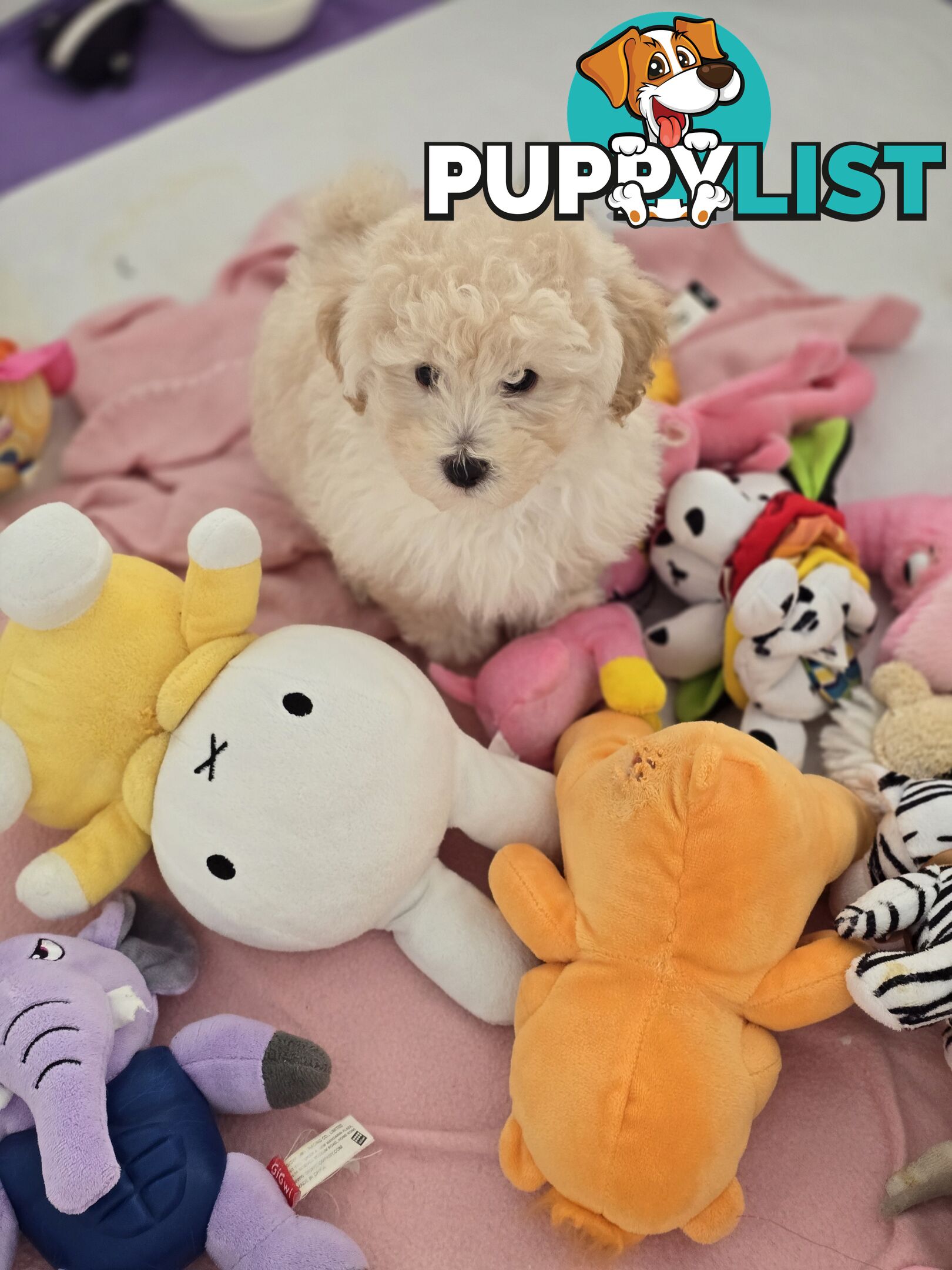 TOY POODLE  X  MOODLE