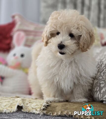 MOODLE X TOY POODLE