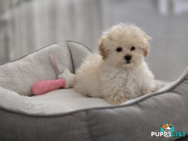 TOY POODLE  X  MOODLE