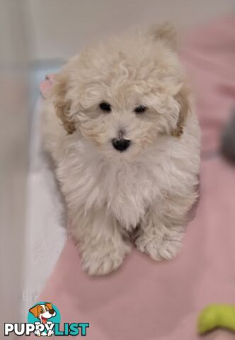TOY POODLE  X  MOODLE