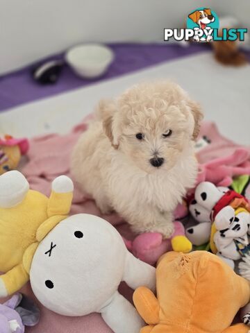 TOY POODLE  X  MOODLE