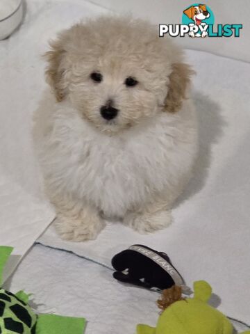 TOY POODLE  X  MOODLE