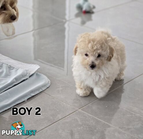TOY POODLE  X  MOODLE