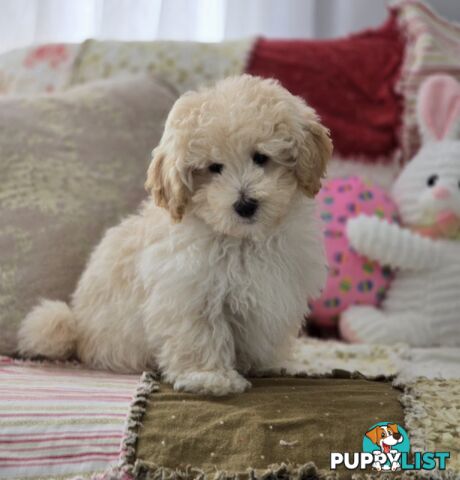 MOODLE X TOY POODLE