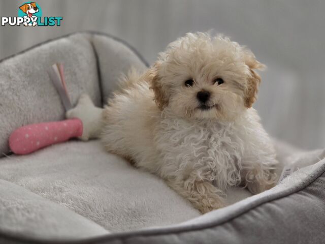 TOY POODLE  X  MOODLE
