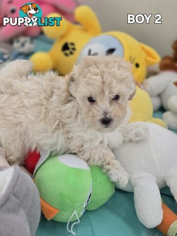TOY POODLE  X  MOODLE