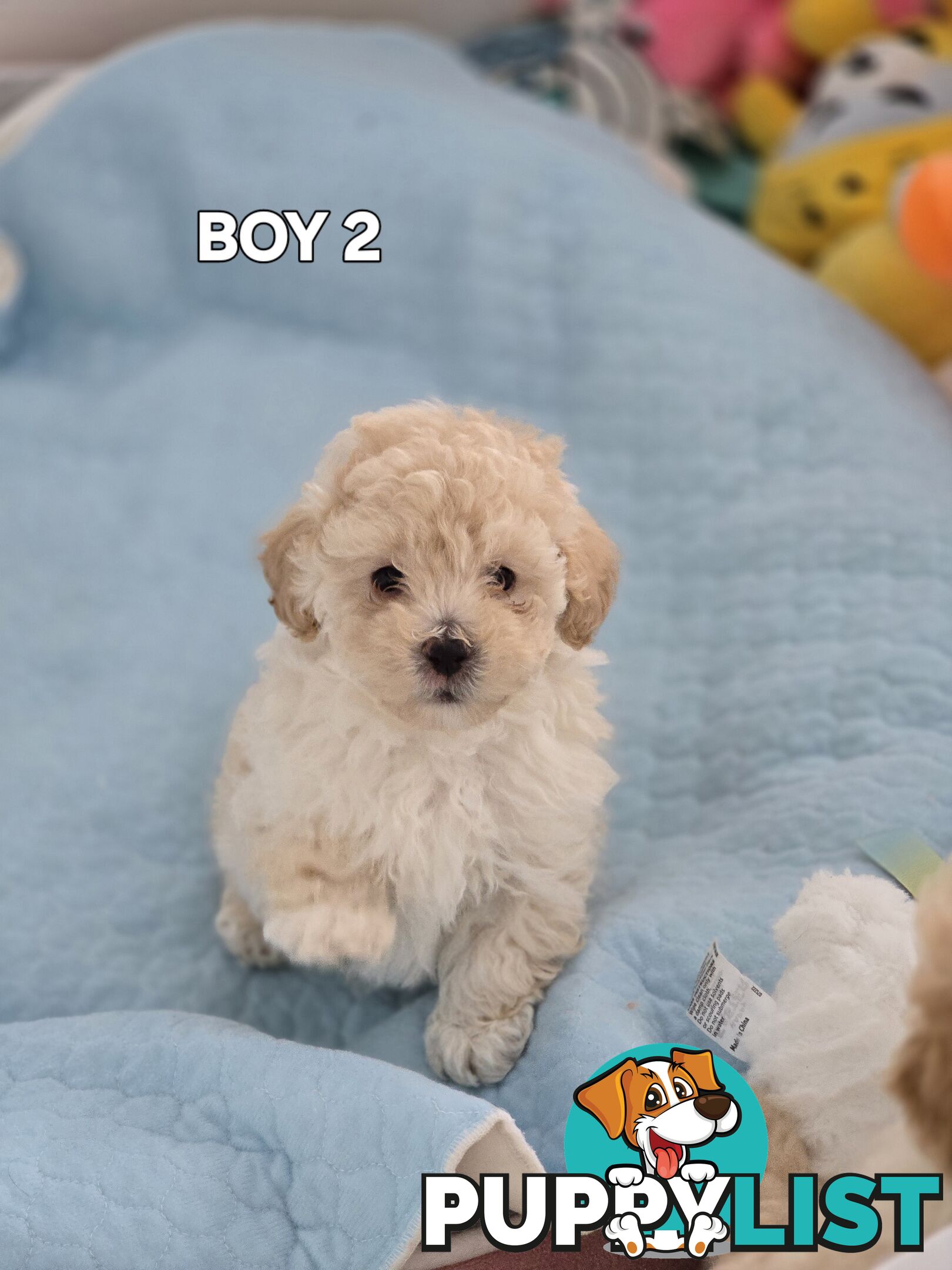 TOY POODLE  X  MOODLE