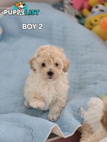 TOY POODLE  X  MOODLE
