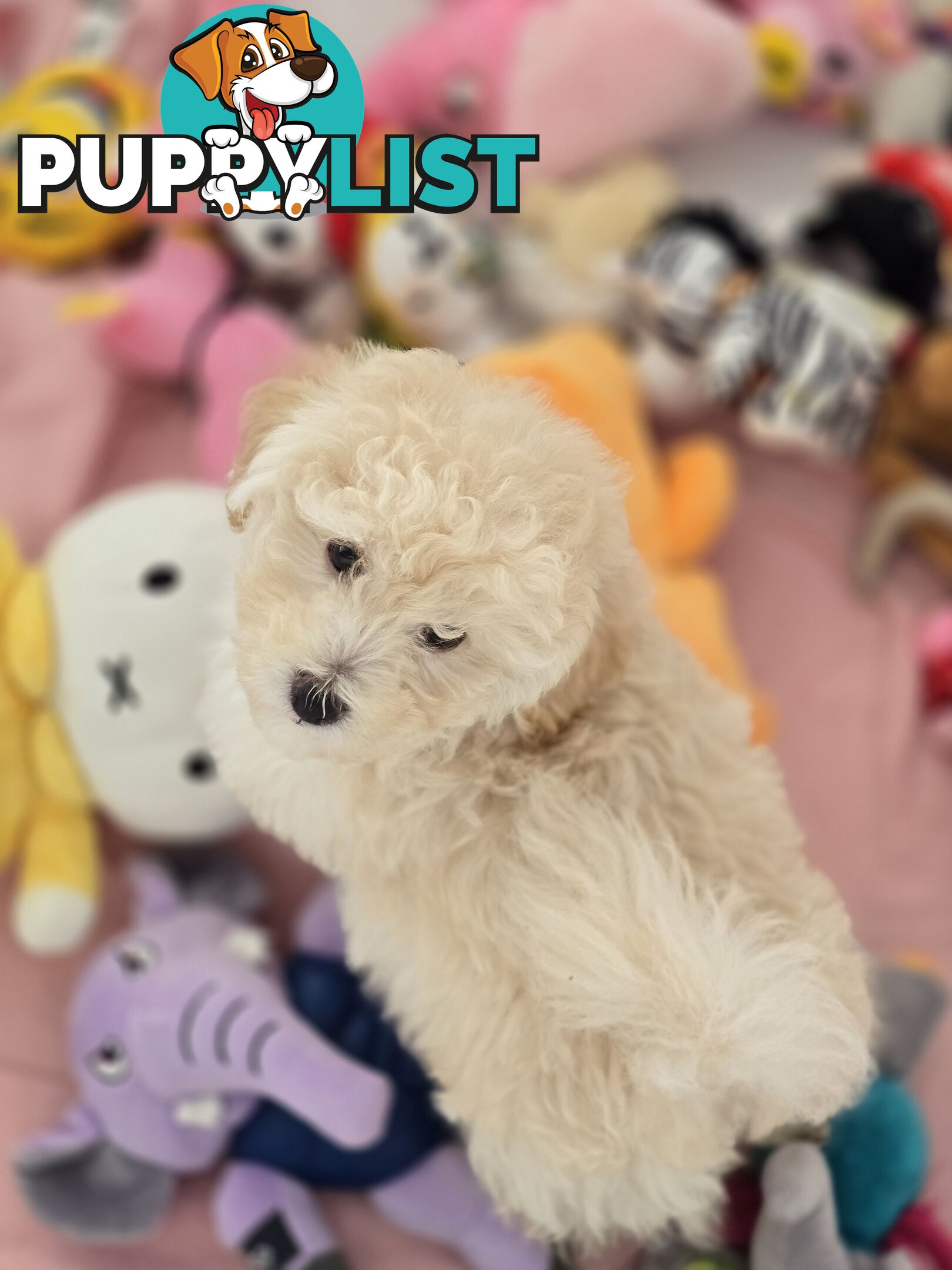 TOY POODLE  X  MOODLE