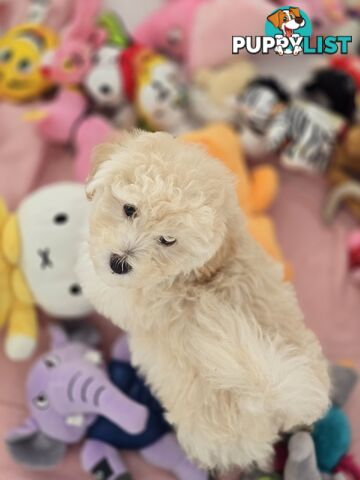 TOY POODLE  X  MOODLE