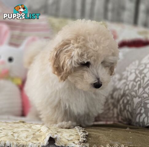 MOODLE X TOY POODLE