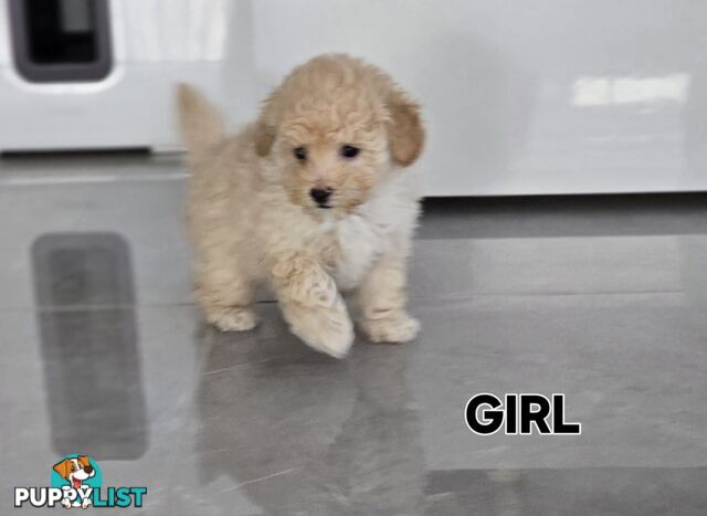 TOY POODLE  X  MOODLE