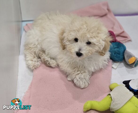 TOY POODLE  X  MOODLE