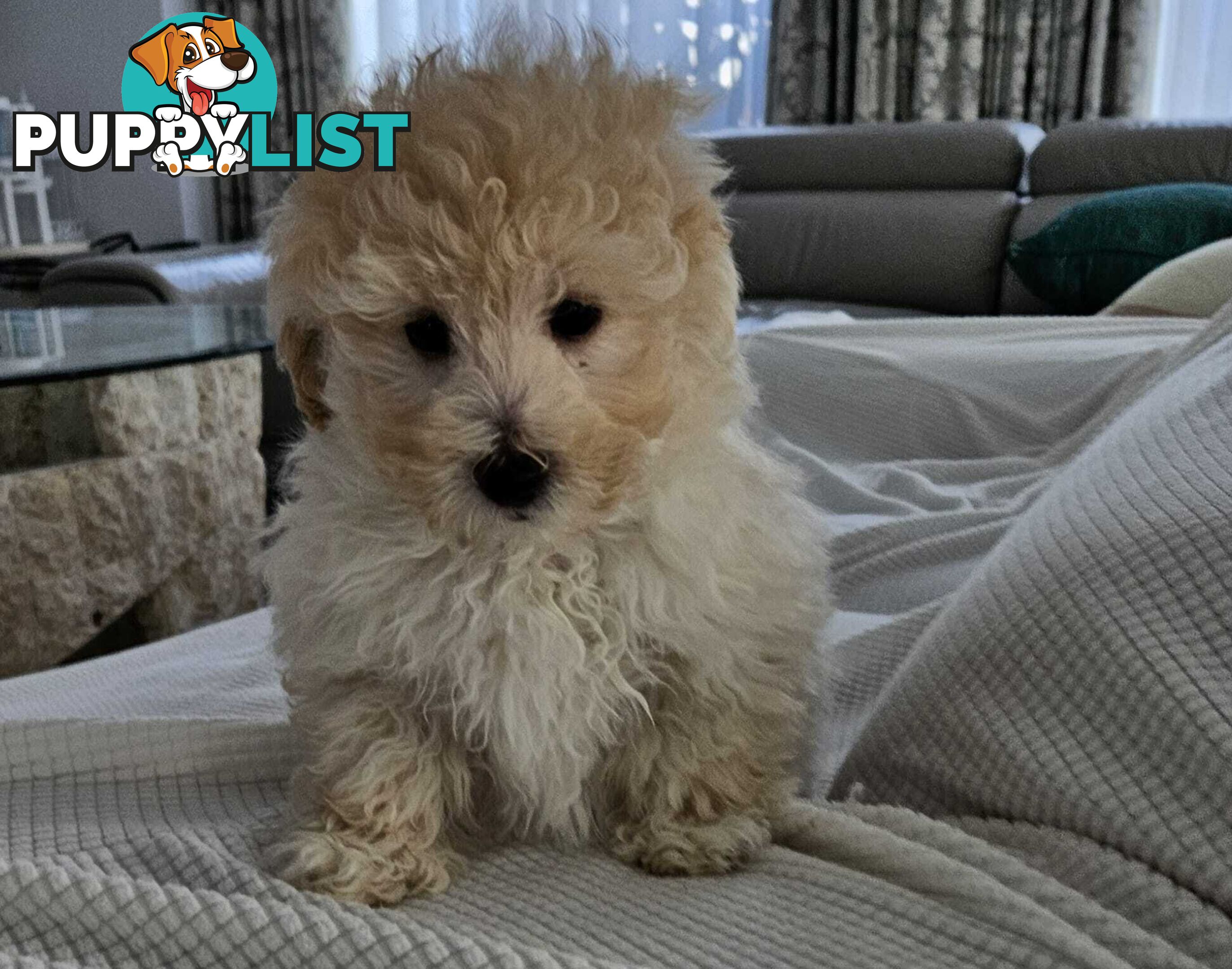TOY POODLE  X  MOODLE