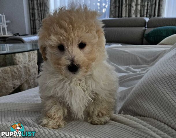 TOY POODLE  X  MOODLE