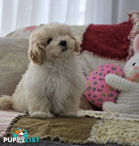 MOODLE X TOY POODLE