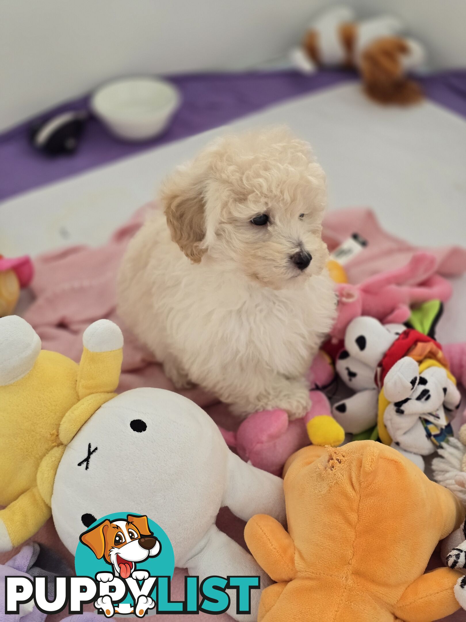 TOY POODLE  X  MOODLE