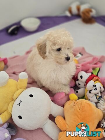 TOY POODLE  X  MOODLE