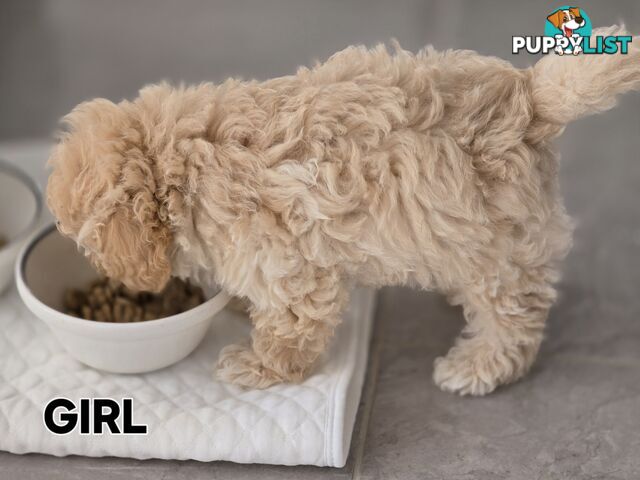 TOY POODLE  X  MOODLE