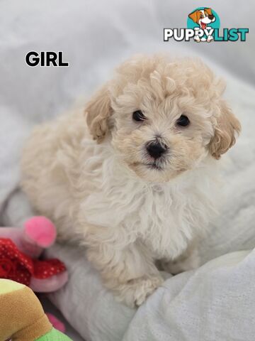 TOY POODLE  X  MOODLE
