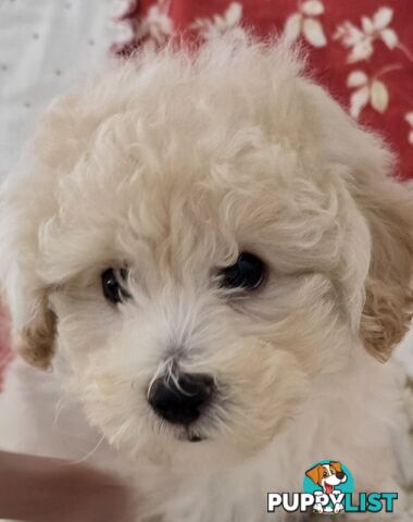 TOY POODLE  X  MOODLE