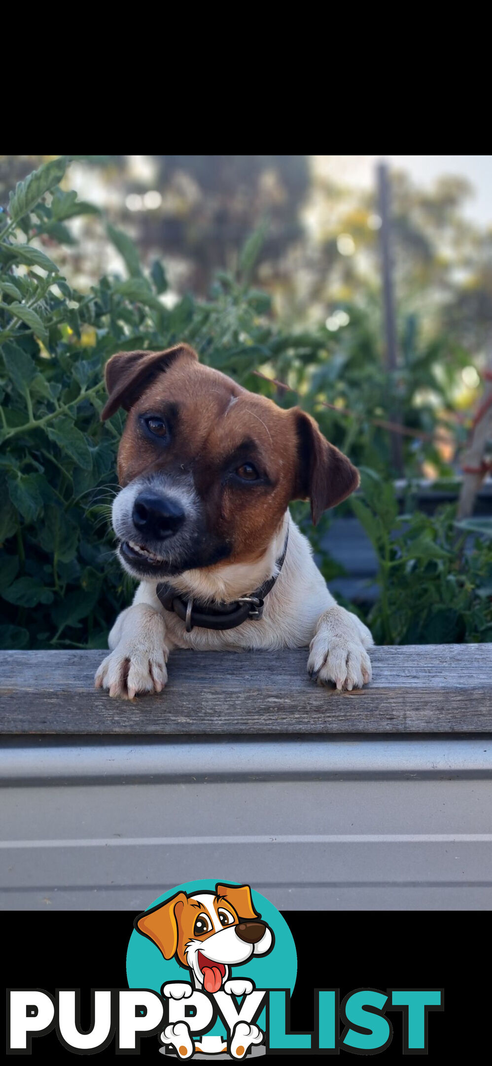 Jack Russell Terrier Puppies