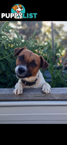 Jack Russell Terrier Puppies