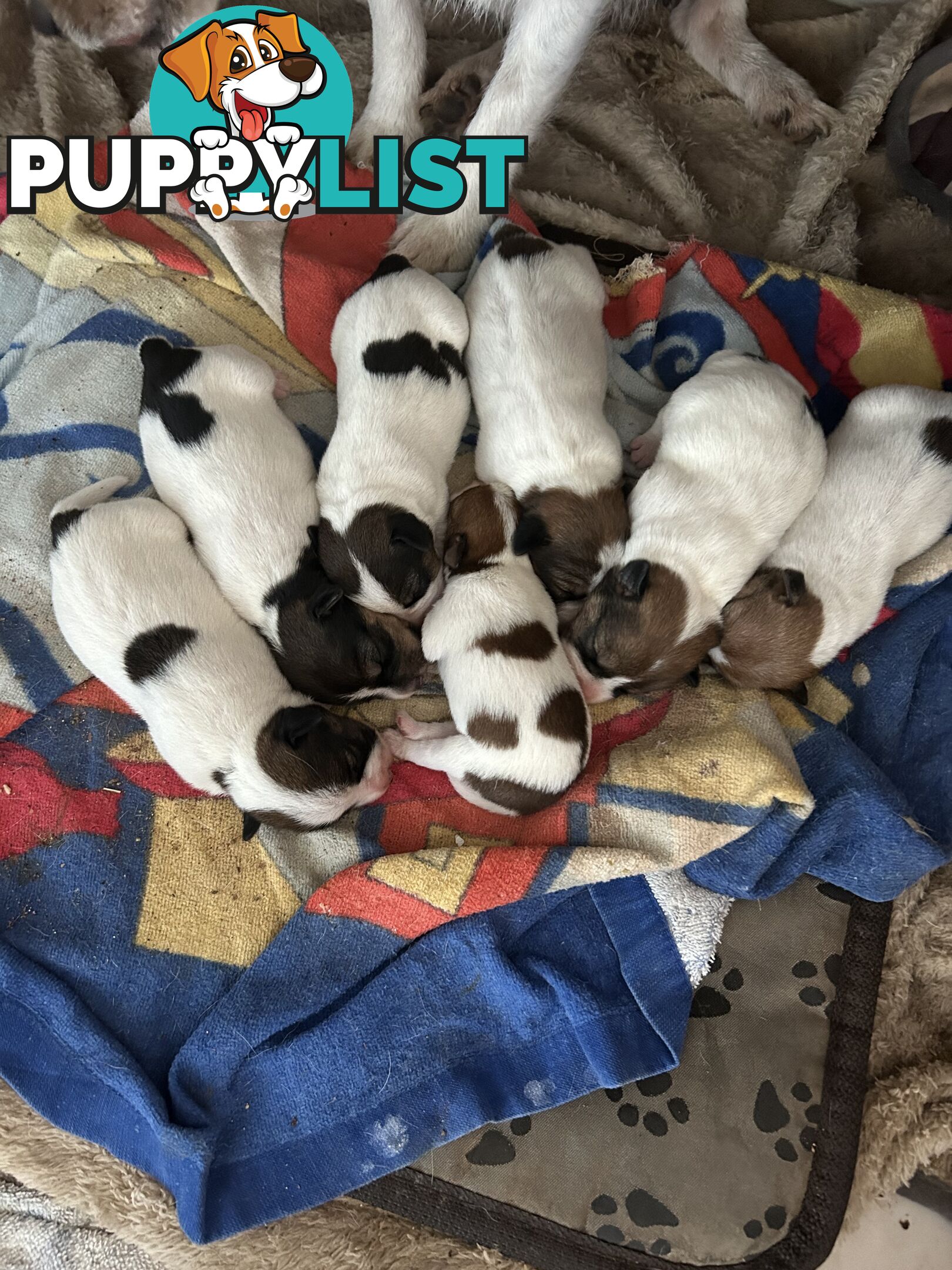 Jack Russell Terrier Puppies