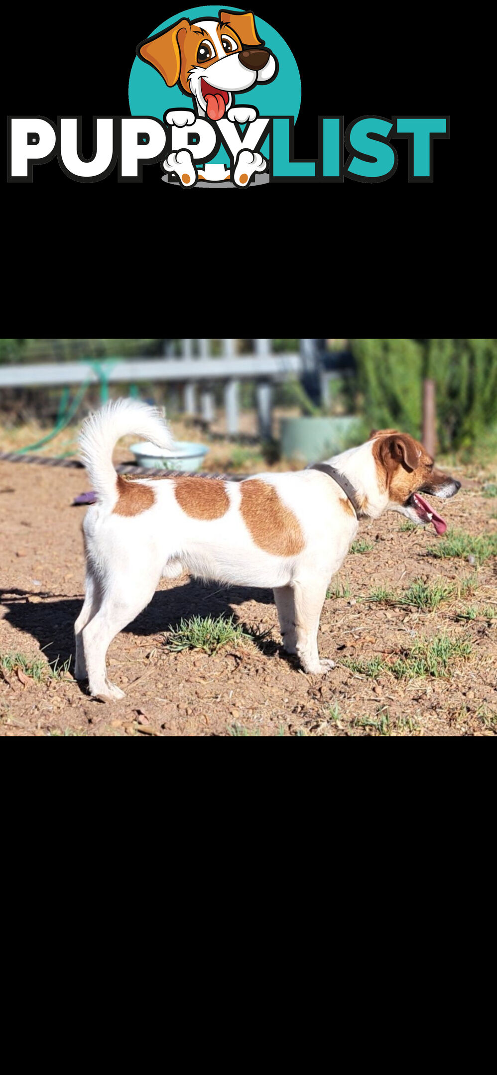 Jack Russell Terrier Puppies
