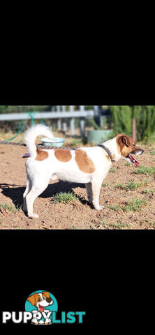 Jack Russell Terrier Puppies