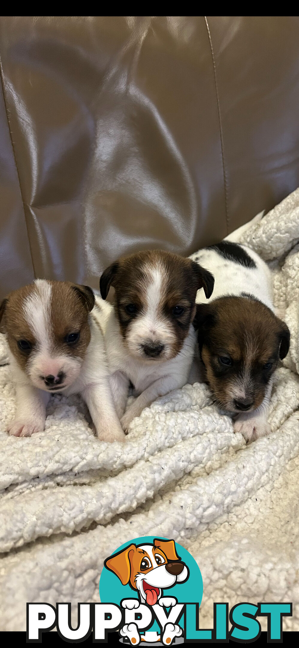 Jack Russell Terrier Puppies