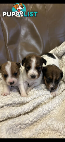 Jack Russell Terrier Puppies