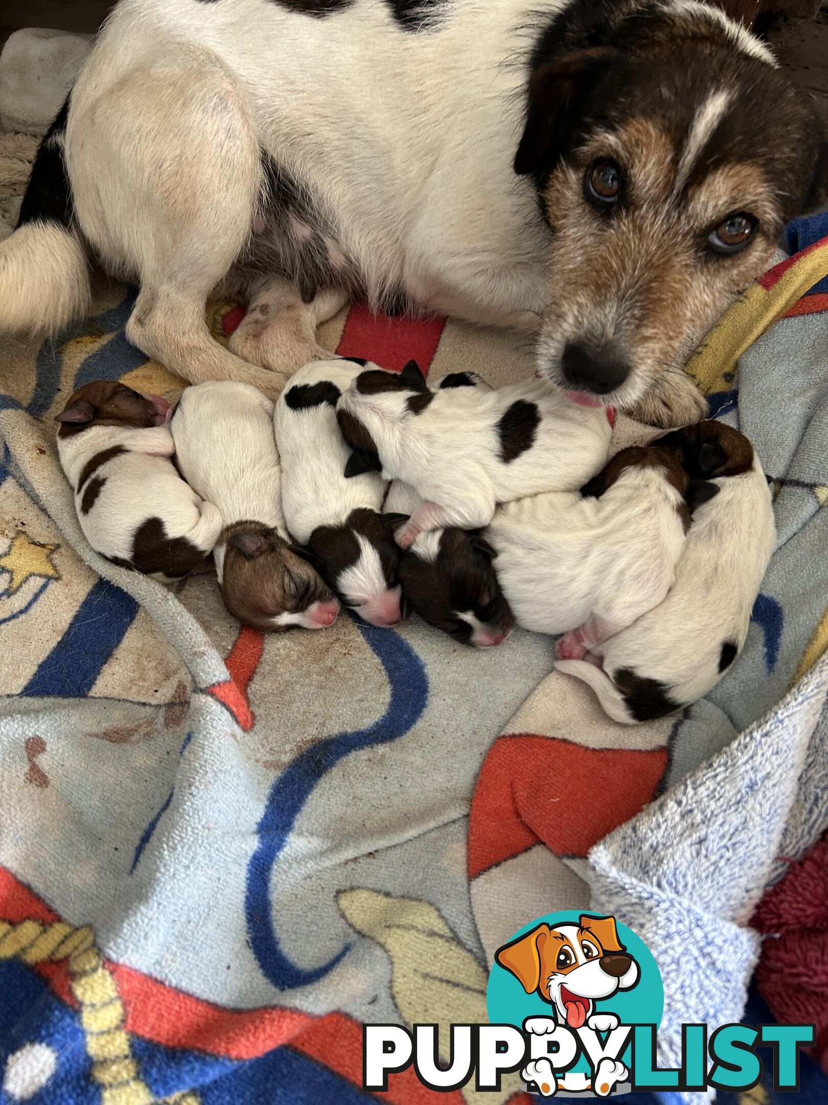 Jack Russell Terrier Puppies
