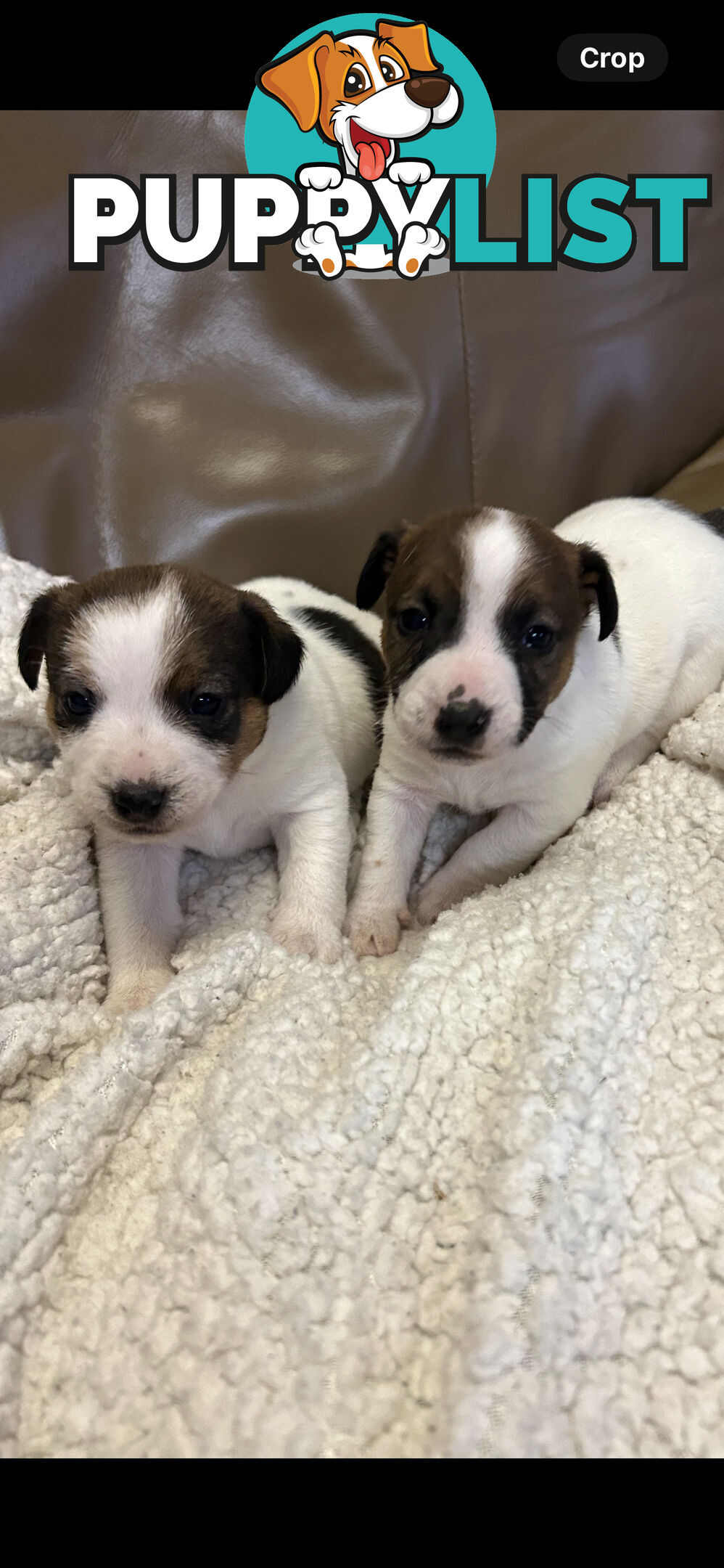 Jack Russell Terrier Puppies