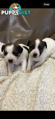Jack Russell Terrier Puppies