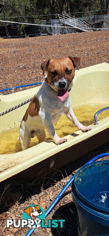 Jack Russell Terrier Puppies