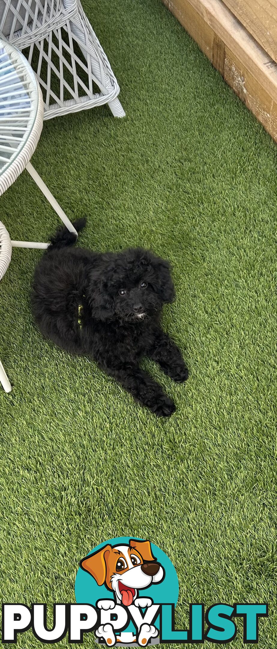 Toy poodle male