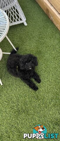 Toy poodle male