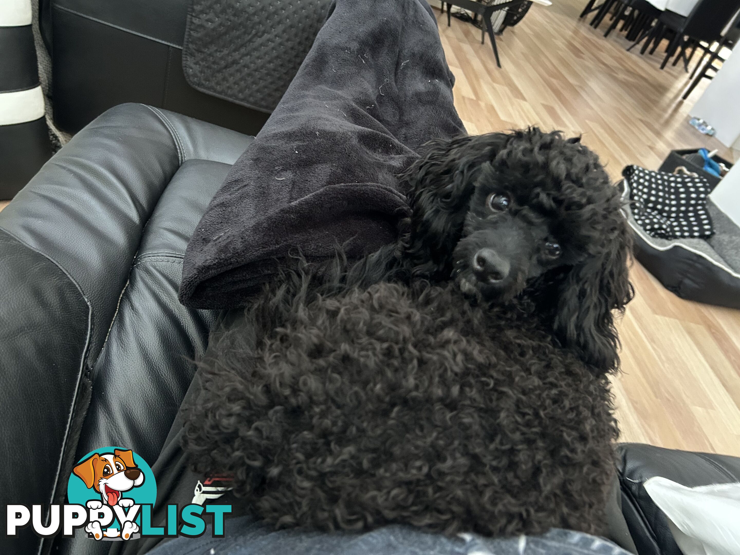 Toy poodle male