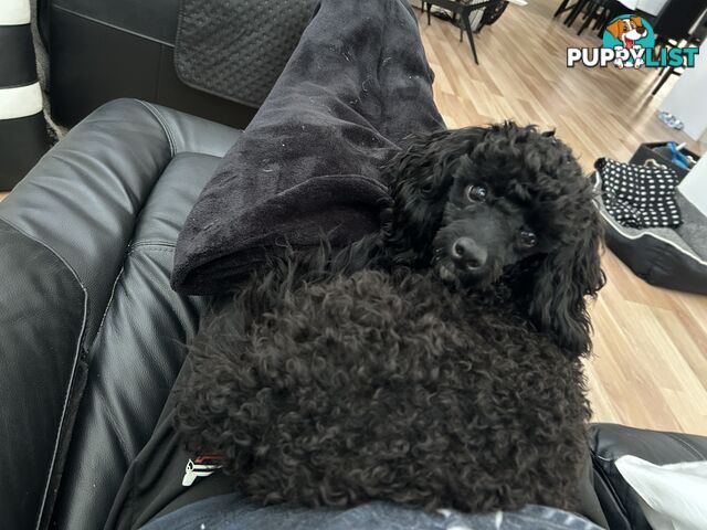 Toy poodle male