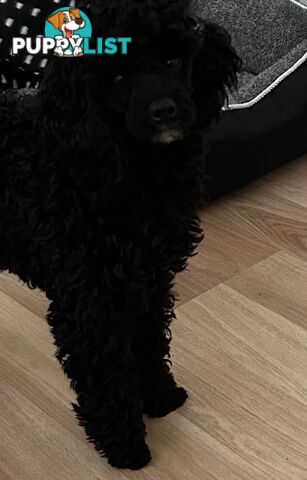 Toy poodle male