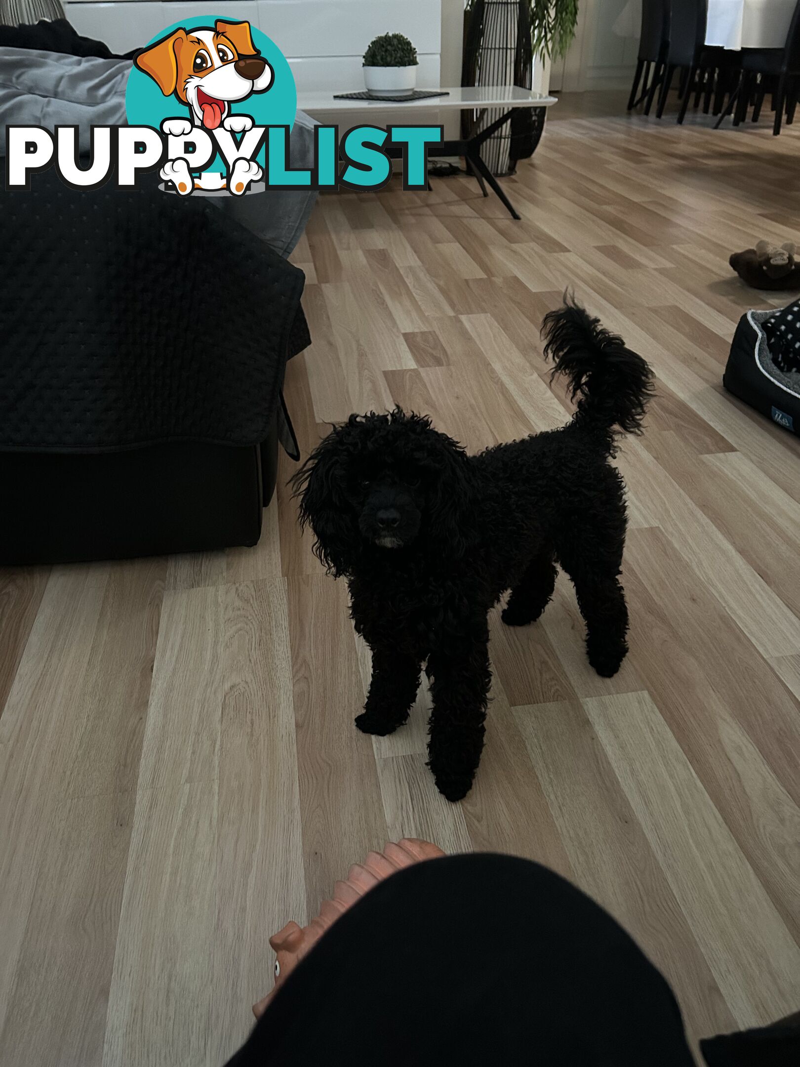 Toy poodle male