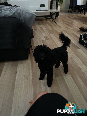 Toy poodle male