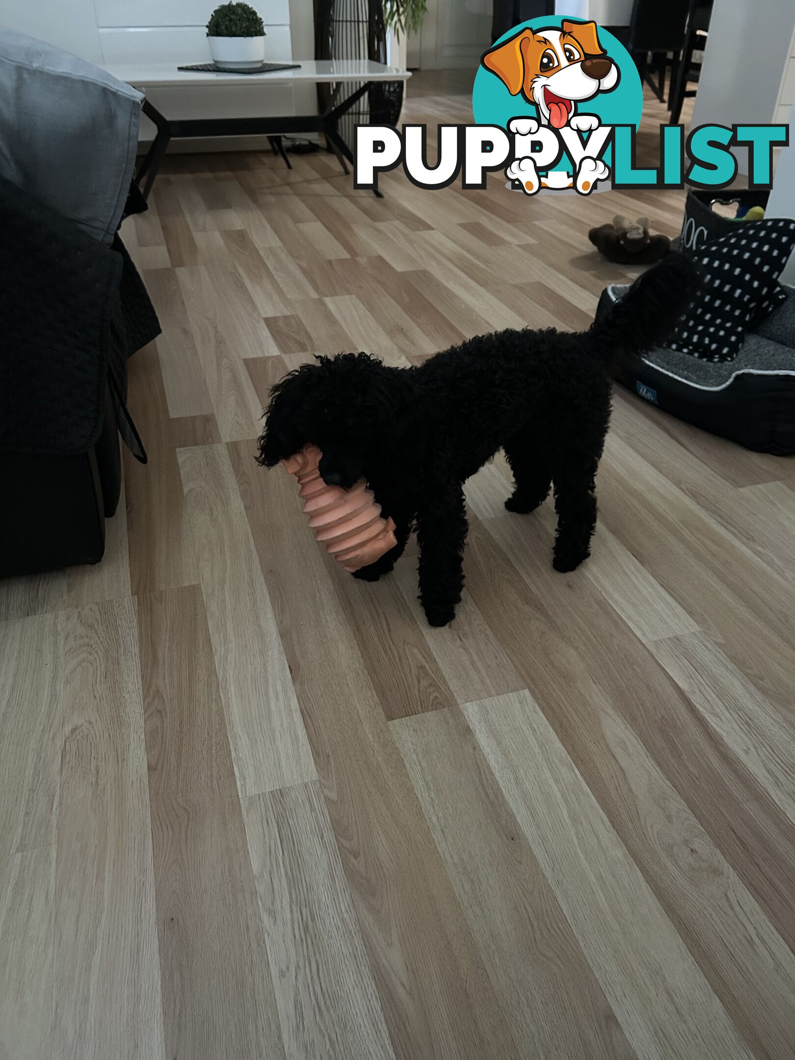 Toy poodle male