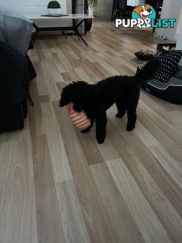 Toy poodle male