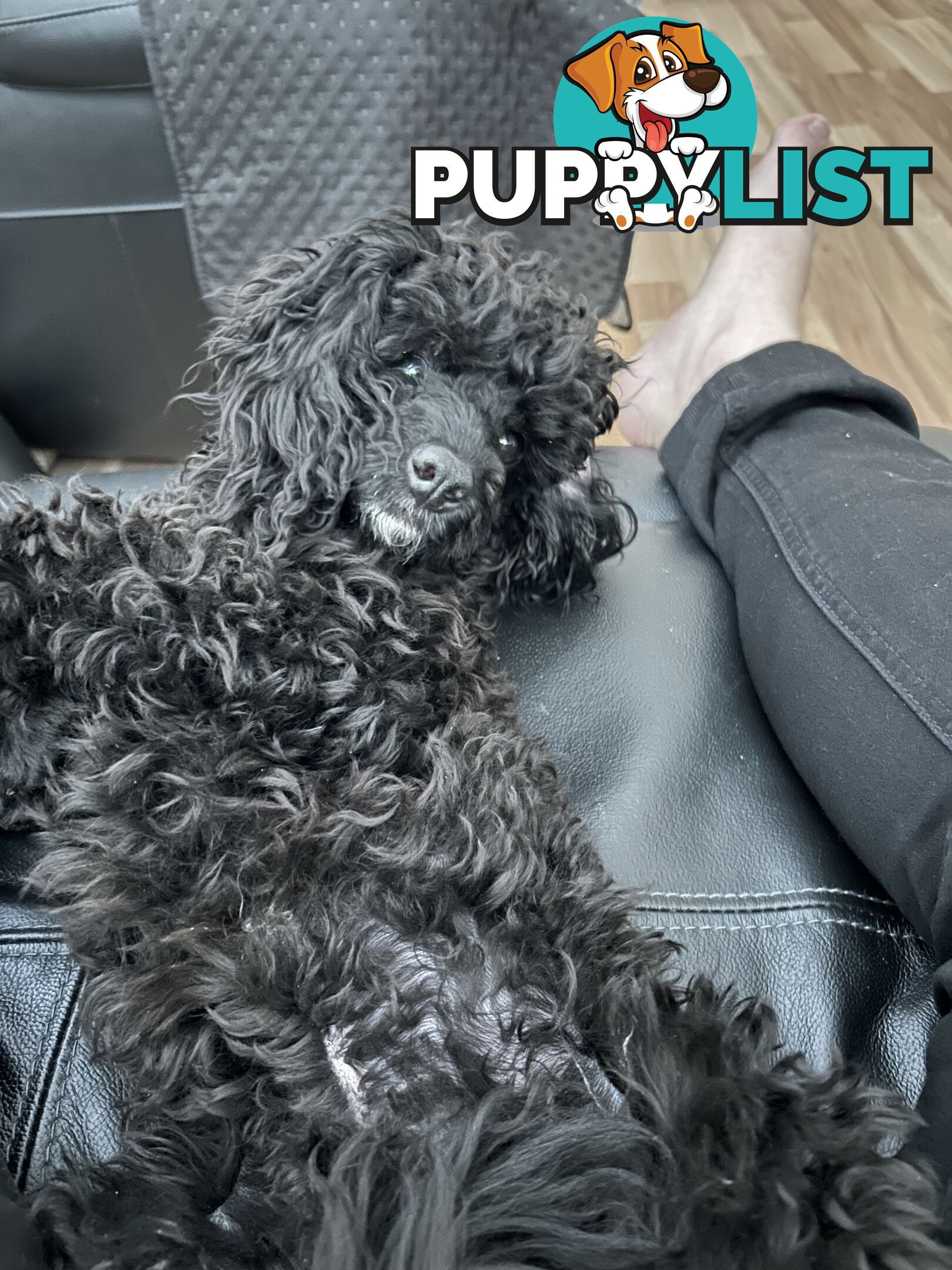 Toy poodle male